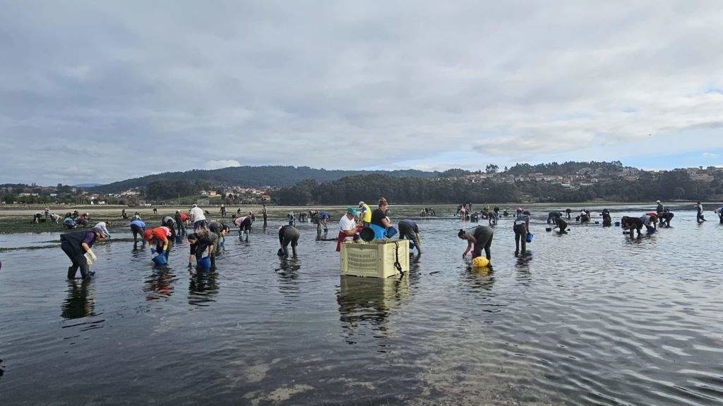 Mariscadoras da ría de Pontevedra retiraron miles de quilos de ameixa morta en novembro. (Foto: Mireya M. Rodríguez).