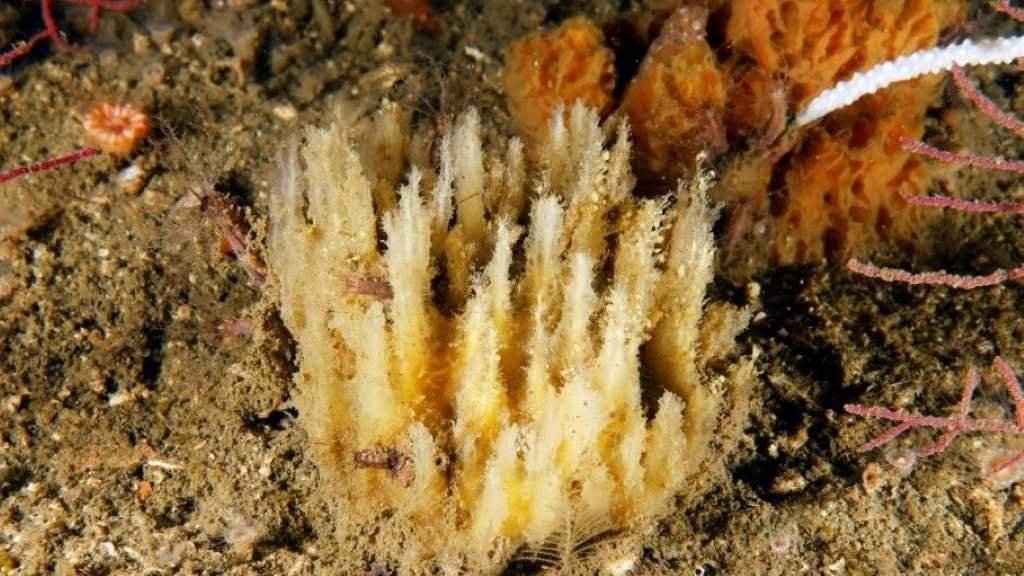 Nova especie de esponxa mariña descuberta en augas da ría de Arousa por científicos do IEO e do GEMM de Ribeira. (Foto: Europa Press)