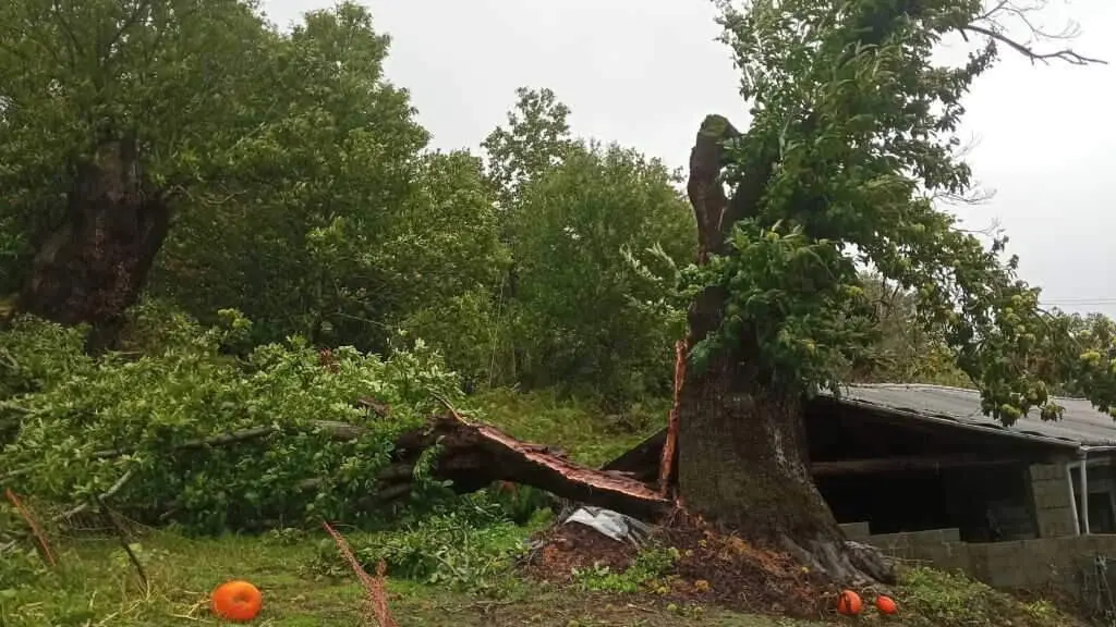 O vento partiu ao medio un casti&ntilde;eiro vello en Viana do Bolo. (Foto: N&oacute;s Diario)