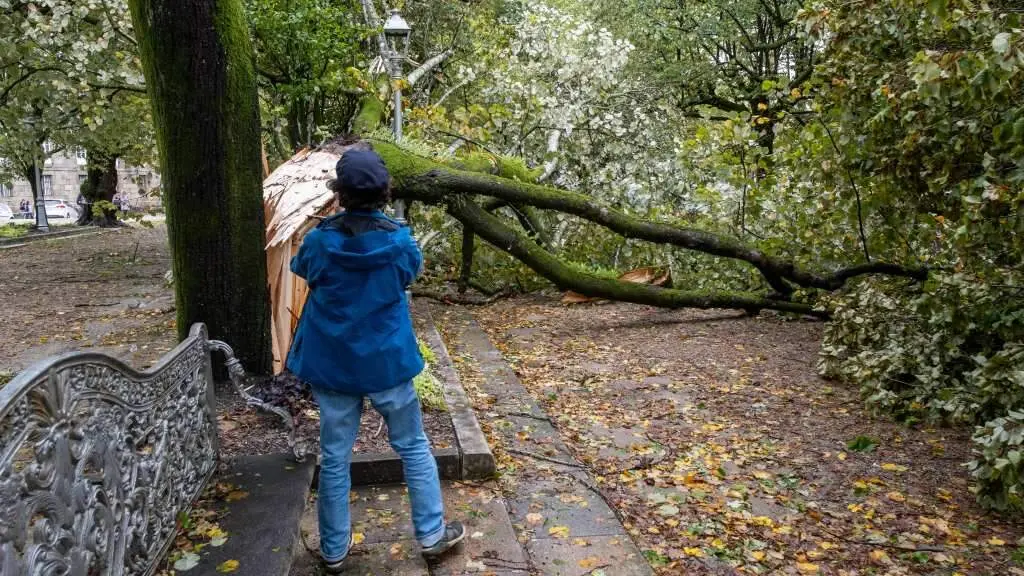 &Aacute;rbore partida esta cuarta feira na alameda de Compostela. (Foto: Arxina)
