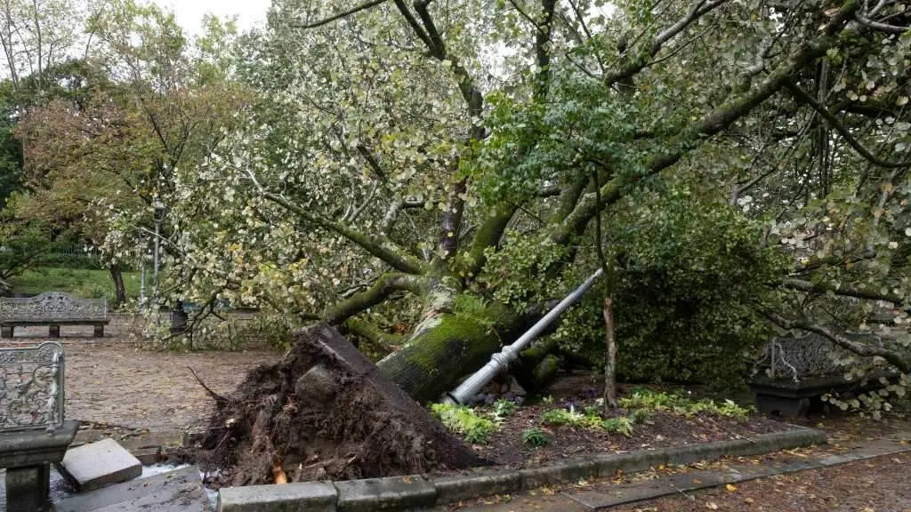 &Aacute;rbore ca&iacute;da esta cuarta feira na alameda de Compostela. (Foto: Arxina)