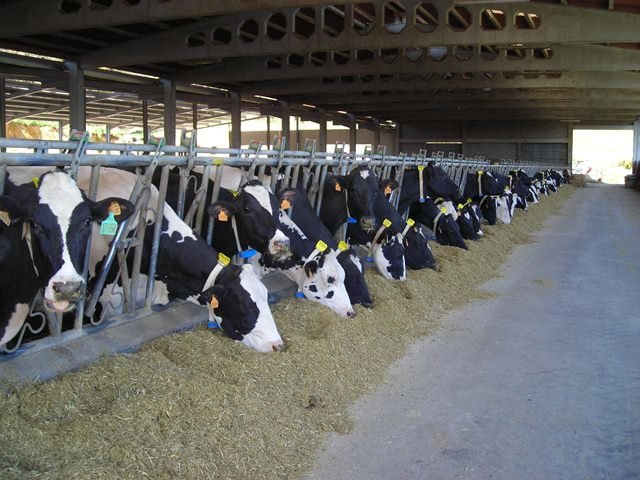 Vacas nunha granxa (Nós Diario)