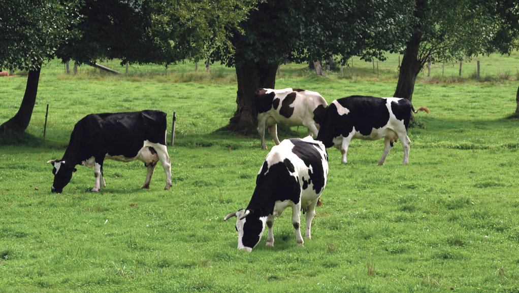 Vacas pastando nunha leira (Xunta).