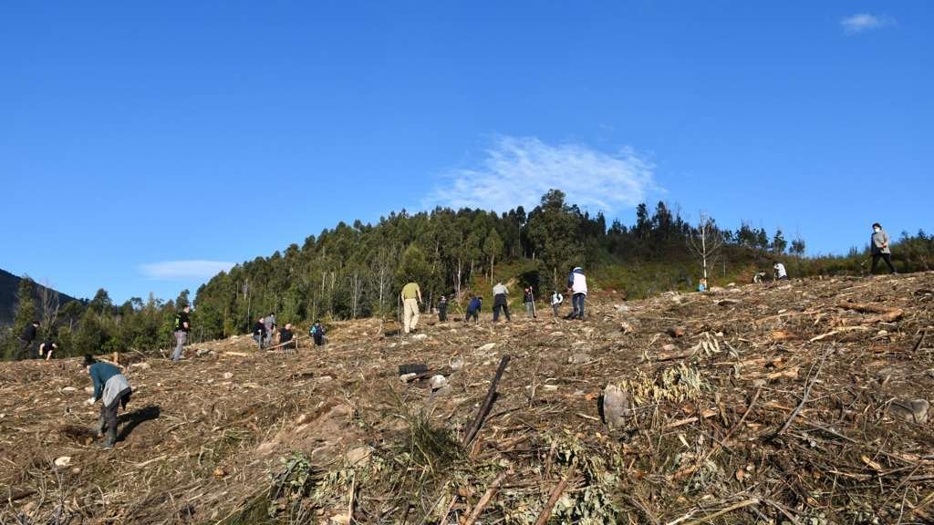 Repoboación do monte comunal de Padróns (Ponteareas) con especies autóctonas da man das brigadas deseucaliptizadoras (Foto: Verdegaia).
