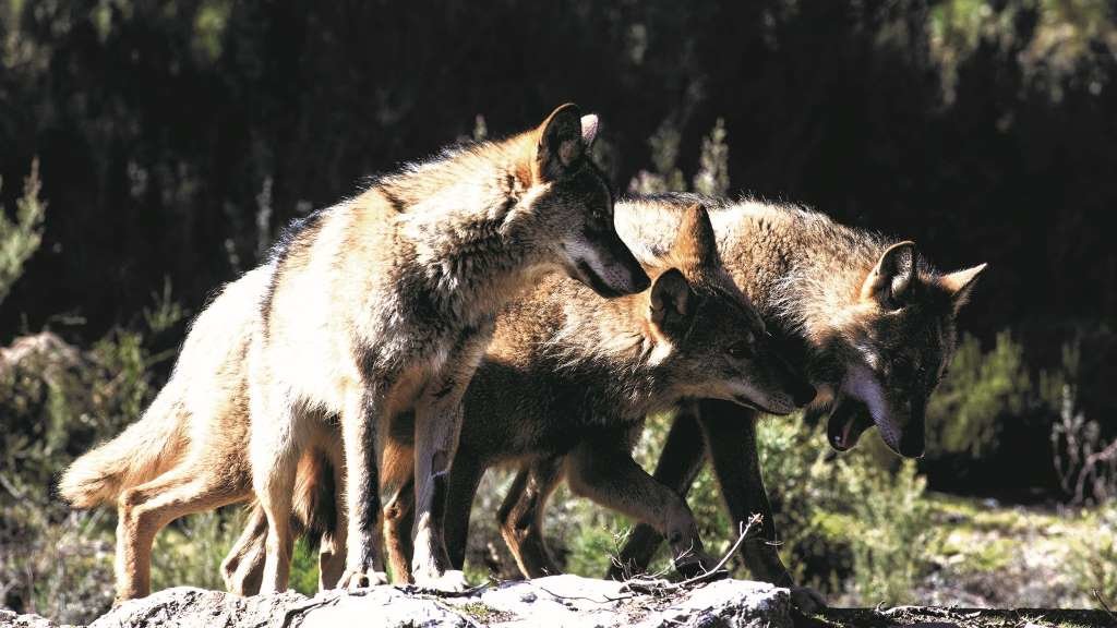 Manda de lobos ibéricos, animal que vén de ser incluído na Listaxe de Especies Silvestres en Réxime de Protección Especial (Foto: Carlos Castro / Europa Press).
