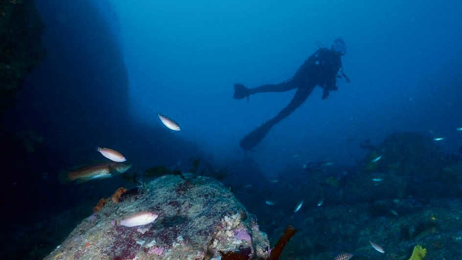 Na fotografía deportiva submarina unha das modalidades é a de captar de perto a fauna do fondo marino (Tono García)