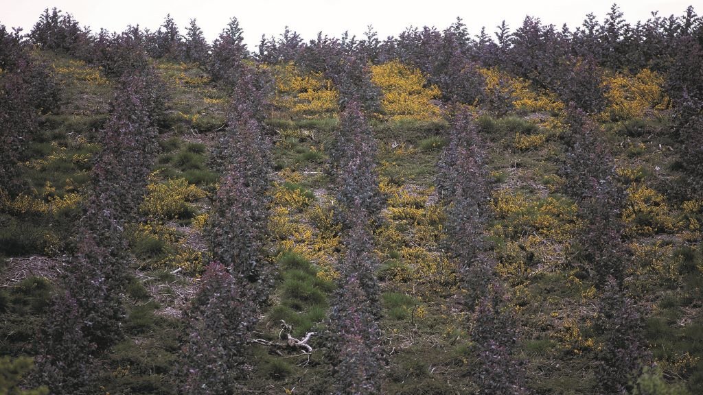 Plantación de eucaliptos na Fonsagrada aproveitando a moratoria da Xunta. (Foto: Europa Press) #eucalipto #planforestal #plantación