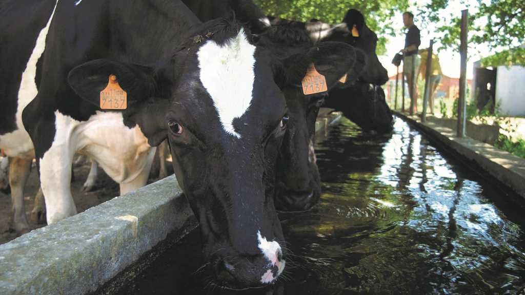 A crise inflacionista e os paros no transporte están afectando as explotación leiteiras, tendo incluso que tirar boa parte da produción (Foto: Europa Press).