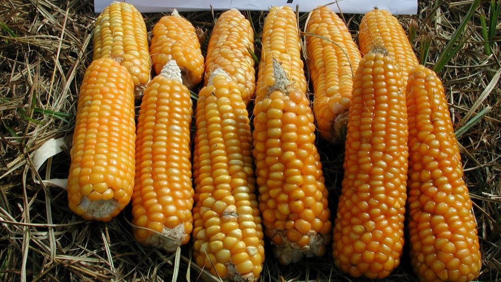 Mazarocas de millo amarelo da variedade 'Tui'. (Foto: CSIC).