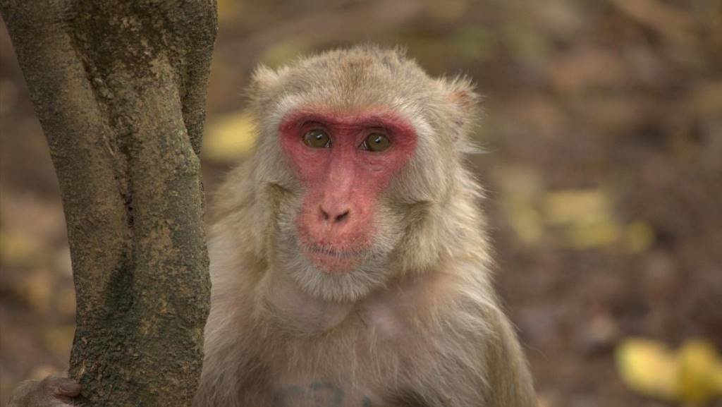Esta enfermidade rara provén dos simios. (Foto: Europa Press)