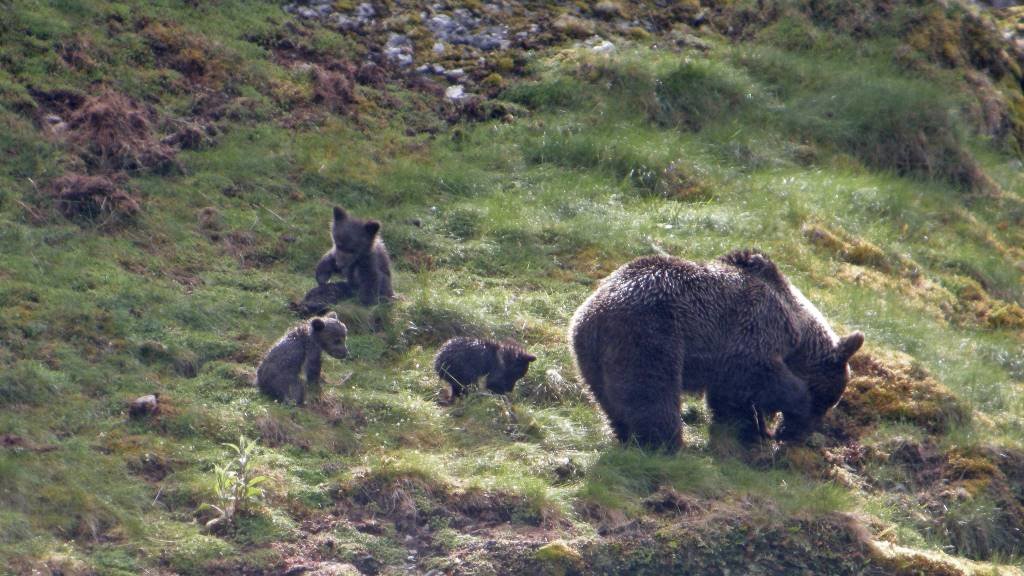 A presenza de osos no Courel incrementouse notabelmente nos últimos anos. (Foto: Fundación Oso Pardo)