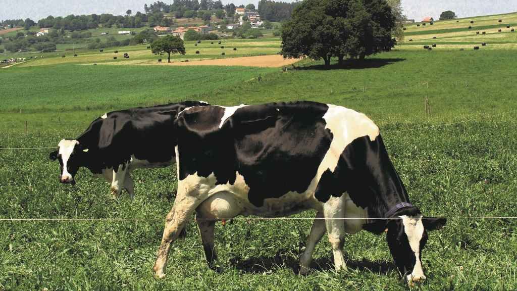 A Galiza produce 40% de todo o leite do Estado español. (Foto: Nós Diario) #vaca #vacas #gandaría #gando #gandeiría #agro #mediorural #rural