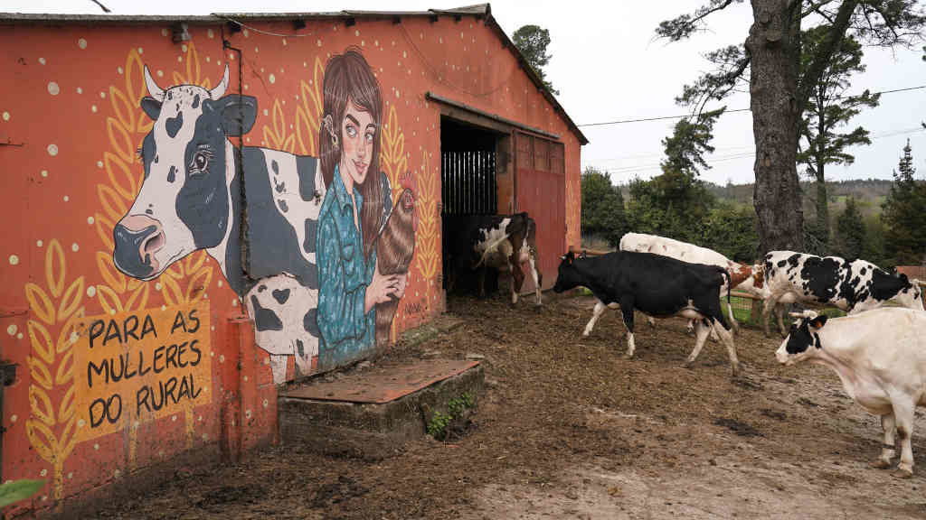 Varias vacas entran no interior da corte da granxa ecolóxica Casa Grande de Xanceda (Foto: Álvaro Ballesteros / Europa Press).