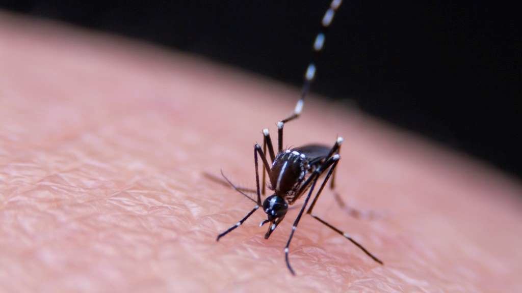 A malaria transmítese a persoas humanas a través da picada do mosquito. (Foto: Nós Diario)