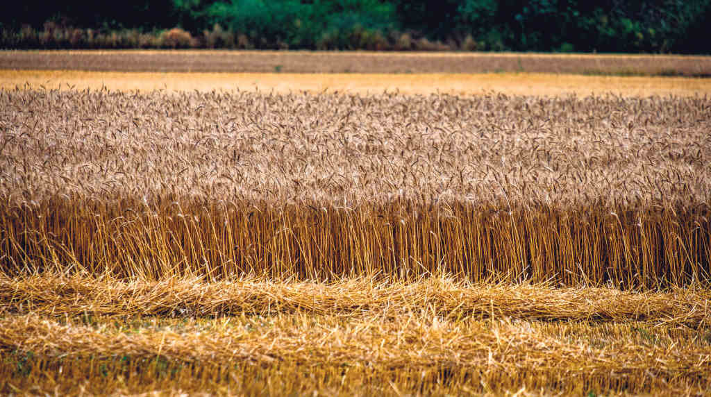 Plantación de trigo localizada na comarca da Baixa Limia, onde, ao igual que no resto do país, a produción deste cereal descendeu (Foto: Nós Diario).