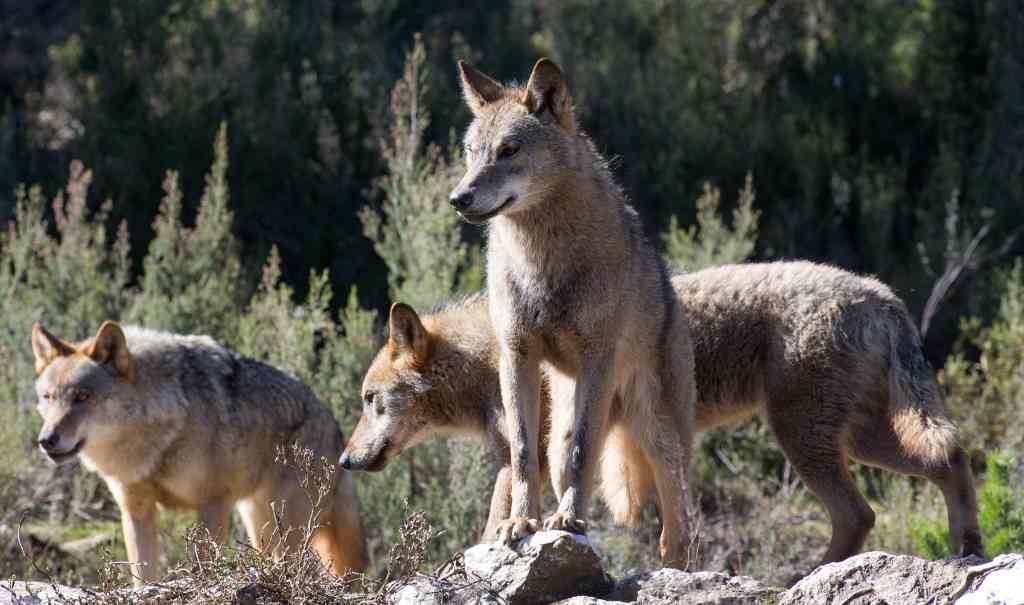 Ecoloxistas urxen a Xunta que publique datos actualizados sobre os censos de lobos na Galiza. (Foto: EuropaPress)