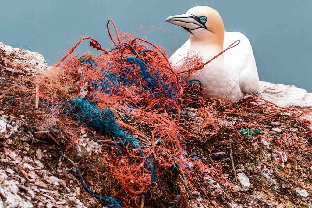 Os plásticos invaden as colonías de cría das aves mariñas.