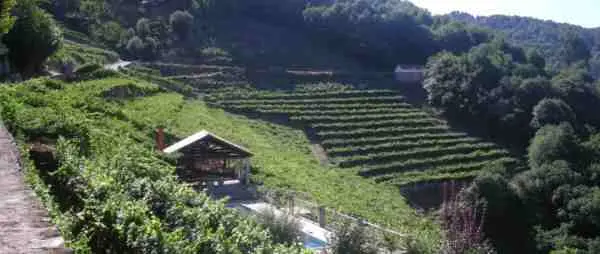 A Ribeira Sacra no programa Imos de Vi&ntilde;os