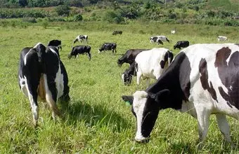 Vacas pacendo