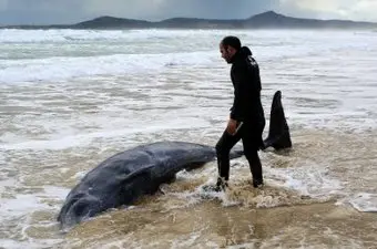 Zifio aparecido en Corrubedo.