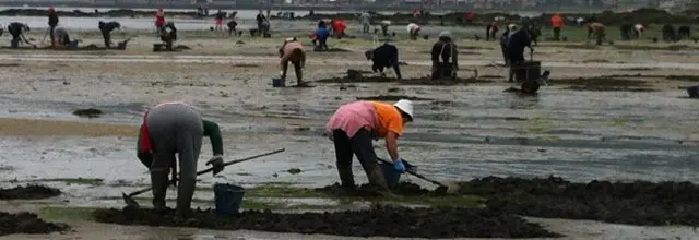 Mariscadoras traballando