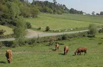 rural