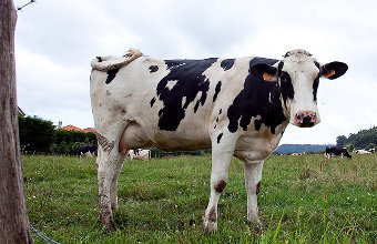 [Imaxe: Raúl Hernández González] Unha vaca