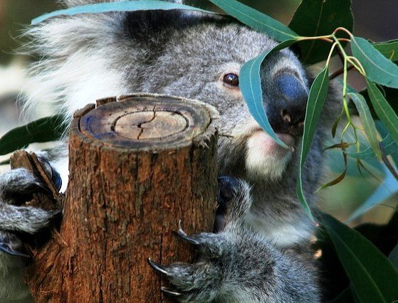 Imaxe de arquivo dun coala (Foto: Nós Diario)