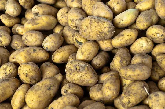 pataca