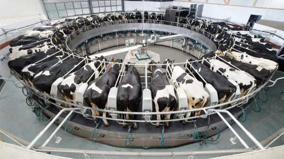 Vacas muxidura muxir granxa leite Imaxe-GEA