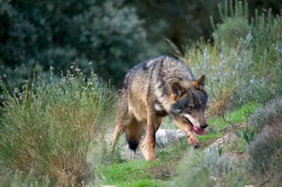 [Imaxe: Wikipedia] Lobo