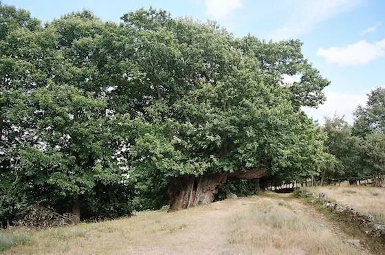 castinheiro