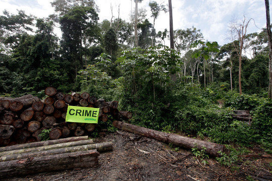 madeira ilegal foto de Daniel Beltrá (Greenpeace)
