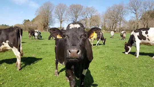 XANCEDA GRANXA vacas leite
