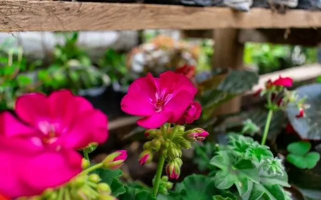 flore-4153554_960_720