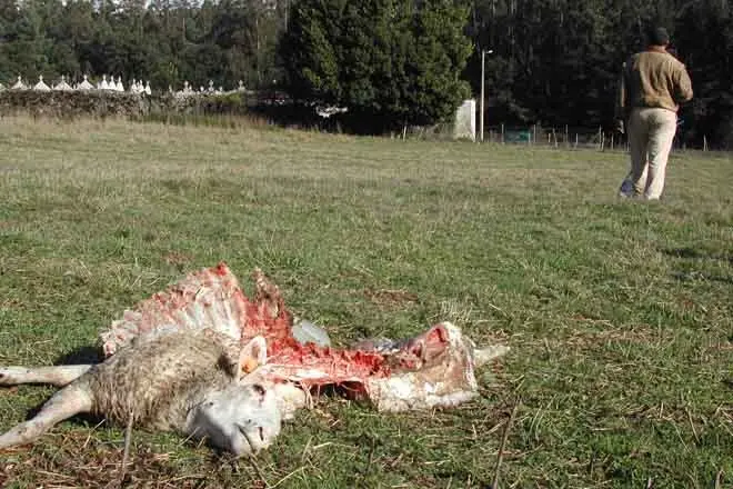 ovella_ataque_lobo_02_standar