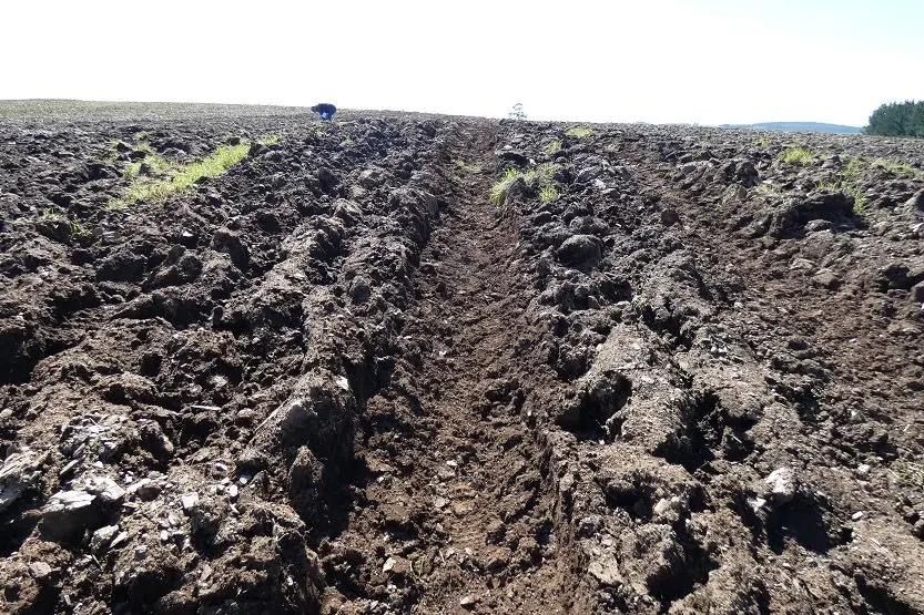 Pegadas da maquinaria pesada ap&oacute;s pasar por onde hab&iacute;a m&aacute;moas [Imaxe: Xabier Moure]