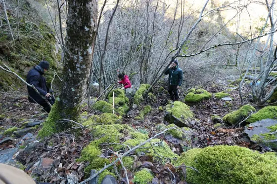 casaio cidade da selva guerrilla
