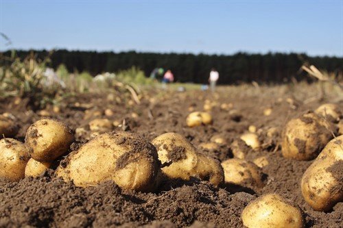 Patatas galegas nun campo de cultivo (Imaxe: Xunta de Galiza)