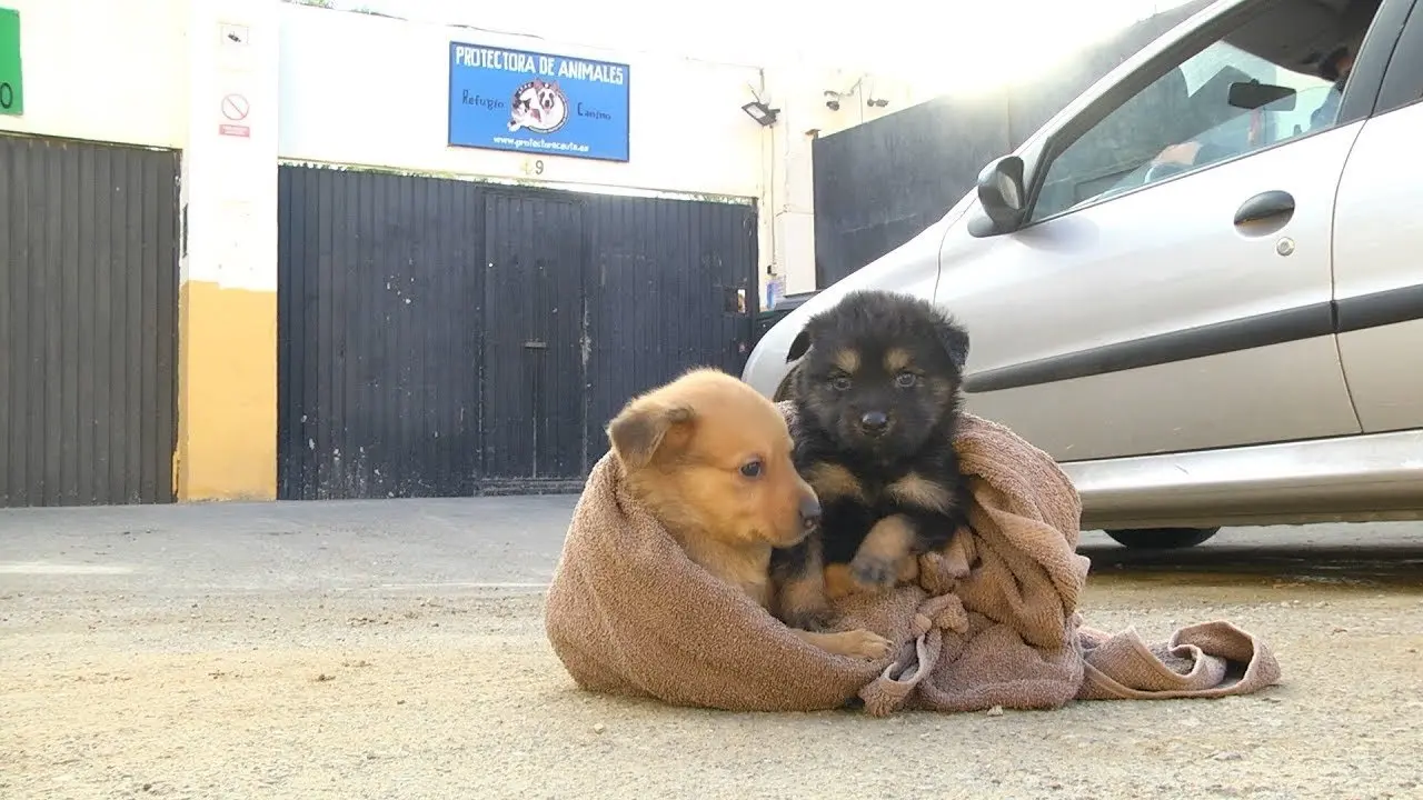 animais cans abandonados