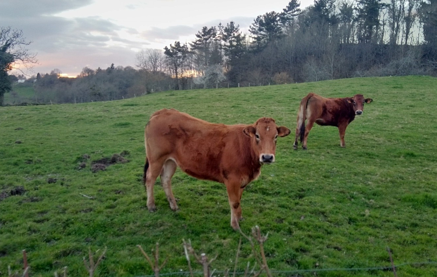 Vacas pacendo (Europa Press).