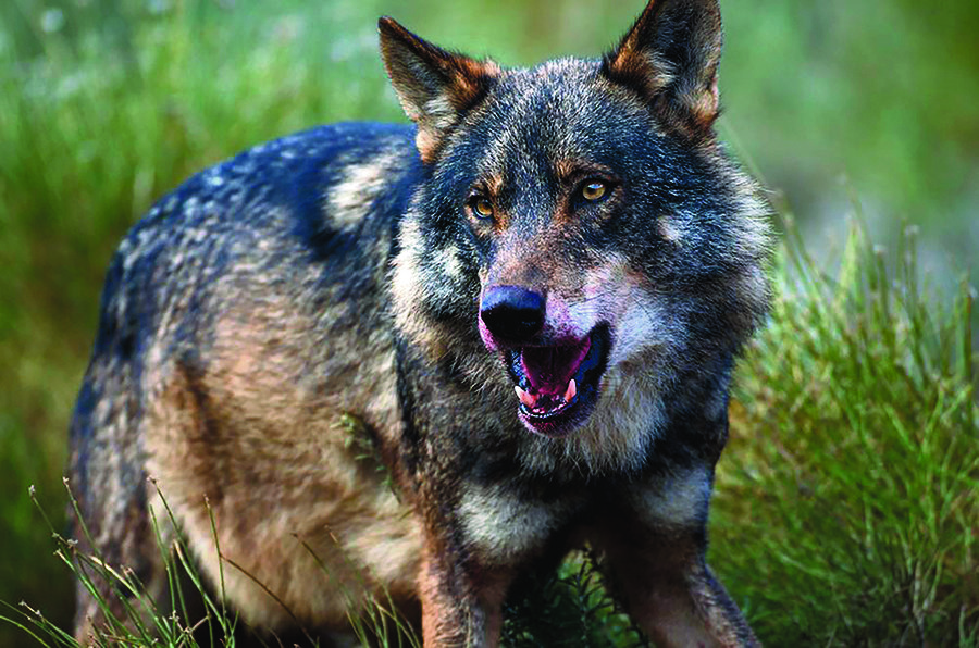 O lobo (dereita) é unha das especies emblemáticas da biodiversidade galega