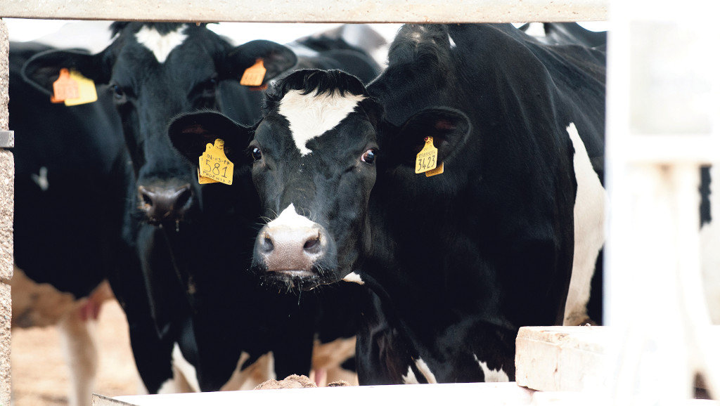 Vacas nunha explotación láctea (Nós Diario)