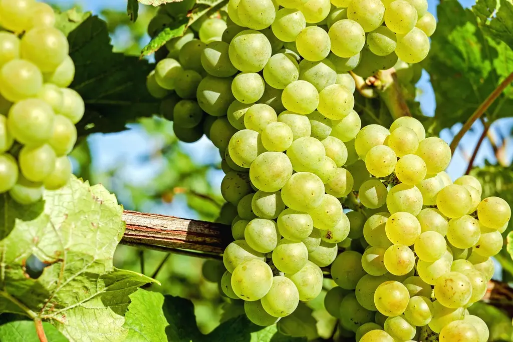 Vide galega