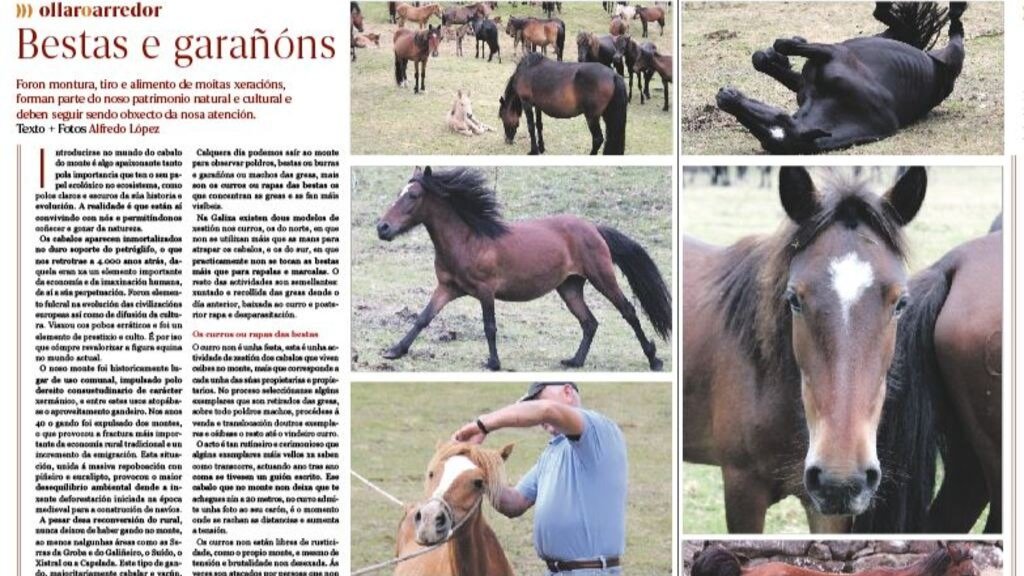 A adaptación dos cabalos galegos 
ás duras condicións climáticas 
e a súa resistencia fixo que chegasen a todas partes do mundo. (Foto: Nós Diario).