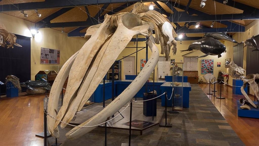 Balea  sociedade galega de historia natural