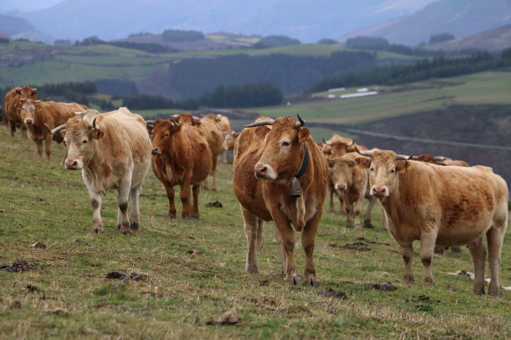 Vacas pastando nos Ancares (Imaxe: A Carqueixa).