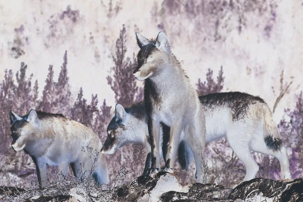 Varios lobos ib&eacute;ricos del Centro del Lobo Ib&eacute;rico en localidad de Robledo de Sanabria, en plena Sierra de la Culebra (lugar de mayor concentraci&oacute;n de este c&aacute;nido en el Sur de Europa). El Centro alberga 11 ejemplares de este animal en situaci&oacute;n de semilibertad e intentan divulgar la convivencia hist&oacute;rica entre el lobo y el ser humano, en Zamora/Castilla y Le&oacute;n (Espa&ntilde;a) a 21 de febrero de 2020.

CANIS LUPUS SIGNATUS;PLEAJE;FIERA;ANIMAL;
  (Foto de ARCHIVO)

21/2/2020