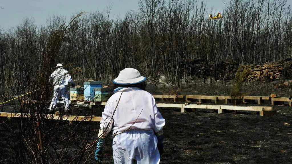 EuropaPress_3256433_dos_apicultores_revisan_riegan_colmenas_junto_zona_quemada_incendio