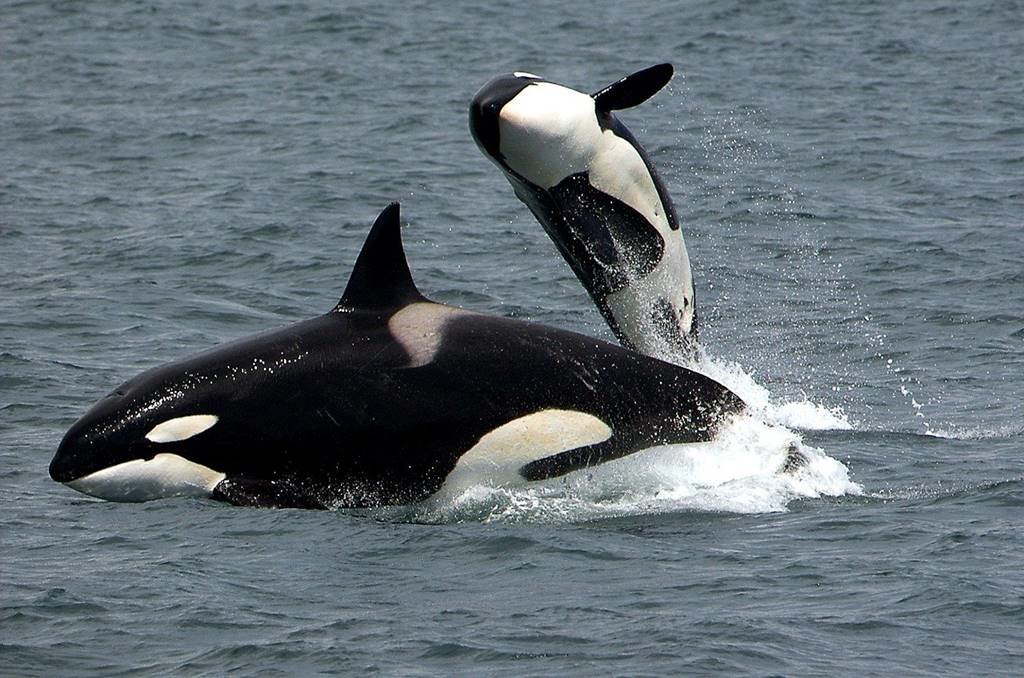 orcas_pixabay-skeeze
